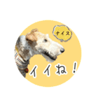 どん⭐︎カンのはっぴいラッキーsmile（個別スタンプ：11）