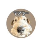 どん⭐︎カンのはっぴいラッキーsmile（個別スタンプ：13）