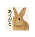 わたしのウサギのスタンプ（個別スタンプ：1）