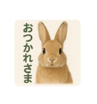 わたしのウサギのスタンプ（個別スタンプ：4）