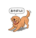 ゴールデンレトリバー(ダークゴールド)（個別スタンプ：1）