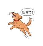 ゴールデンレトリバー(ダークゴールド)（個別スタンプ：13）