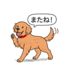 ゴールデンレトリバー(ダークゴールド)（個別スタンプ：15）