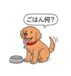 ゴールデンレトリバー(ダークゴールド)（個別スタンプ：16）