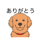 ゴールデンレトリバー(ダークゴールド)（個別スタンプ：21）