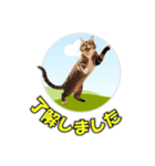 cat greating 101（個別スタンプ：12）