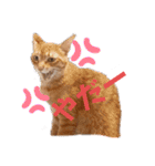 愉快なCAT達2（個別スタンプ：1）