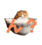 愉快なCAT達2（個別スタンプ：2）