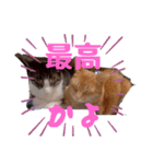 愉快なCAT達2（個別スタンプ：3）