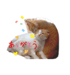 愉快なCAT達2（個別スタンプ：4）