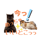 愉快なCAT達2（個別スタンプ：5）