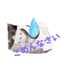 愉快なCAT達2（個別スタンプ：7）