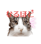 愉快なCAT達2（個別スタンプ：9）