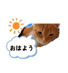 愉快なCAT達2（個別スタンプ：10）