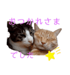 愉快なCAT達2（個別スタンプ：11）