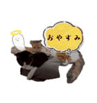 愉快なCAT達2（個別スタンプ：12）