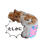 愉快なCAT達2（個別スタンプ：14）