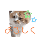 愉快なCAT達2（個別スタンプ：15）
