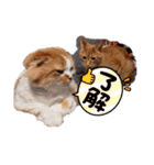 愉快なCAT達2（個別スタンプ：16）