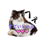 愉快なCAT達2（個別スタンプ：17）