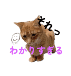 愉快なCAT達2（個別スタンプ：18）
