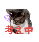 愉快なCAT達2（個別スタンプ：19）