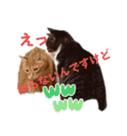 愉快なCAT達2（個別スタンプ：20）