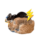 愉快なCAT達2（個別スタンプ：22）