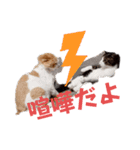 愉快なCAT達2（個別スタンプ：23）
