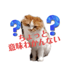 愉快なCAT達2（個別スタンプ：24）