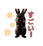 しろいうさぎとくろいうさぎ（個別スタンプ：5）