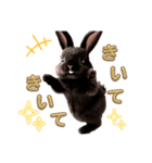 しろいうさぎとくろいうさぎ（個別スタンプ：6）