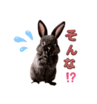 しろいうさぎとくろいうさぎ（個別スタンプ：7）