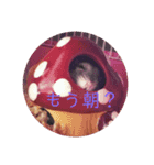 かわいいモカ老師（個別スタンプ：15）