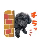チョーやんちゃ犬うに君（個別スタンプ：1）