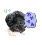 チョーやんちゃ犬うに君（個別スタンプ：3）