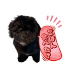 チョーやんちゃ犬うに君（個別スタンプ：11）