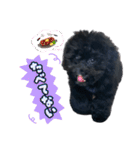 チョーやんちゃ犬うに君（個別スタンプ：13）