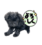 チョーやんちゃ犬うに君（個別スタンプ：17）