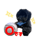 チョーやんちゃ犬うに君（個別スタンプ：23）