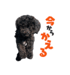 チョーやんちゃ犬うに君（個別スタンプ：29）