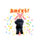 チョーやんちゃ犬うに君（個別スタンプ：31）