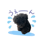 チョーやんちゃ犬うに君（個別スタンプ：37）