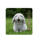 ウサギ好きスタンプですよ（個別スタンプ：2）