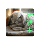 ウサギ好きスタンプですよ（個別スタンプ：7）