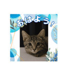 ショウの挨拶part2（個別スタンプ：1）