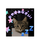 ショウの挨拶part2（個別スタンプ：4）
