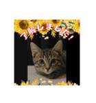 ショウの挨拶part2（個別スタンプ：5）