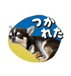 パン♡ペロ♡ポム♡（個別スタンプ：1）
