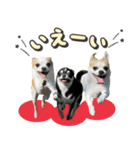 パン♡ペロ♡ポム♡（個別スタンプ：3）